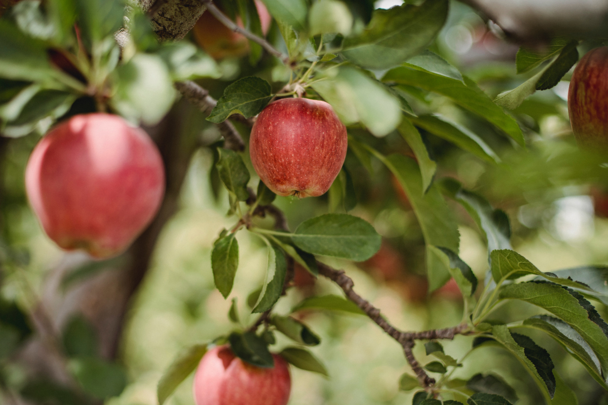 Washington tree fruit growers adapt to unpredictable weather