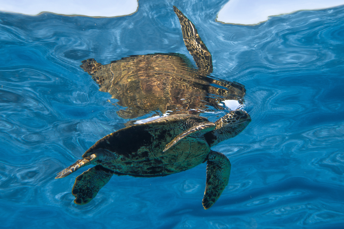 The role of coastal communities in sea turtle conservation