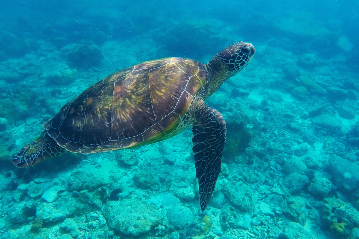 What threatens turtles and how we can help